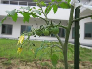 順調に育つプチトマト