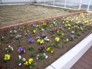 植え替え後のパンジーの花(1)